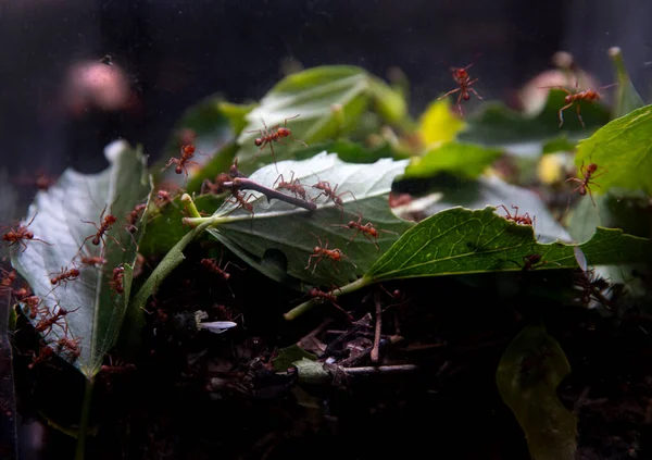 Kırmızı Karıncalar Yaprak Taşır Böcekler Bir Inşa Eder Karınca Çiftliği — Stok fotoğraf