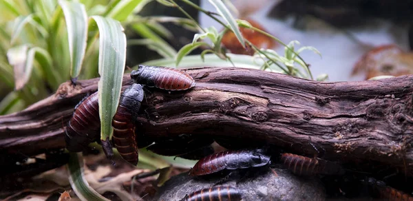 Cucarachas Alimento Nutritivo Para Reptiles Anfibios Insectívoros — Foto de Stock