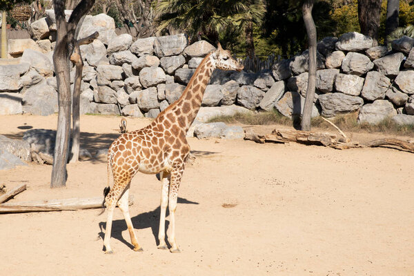 Giraffe in full growth, the animal walks in the reserve