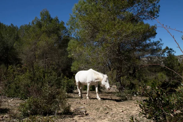 White horse in full growth in nature