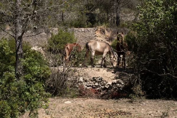 Animals in the wild. Horses walk in the mountains
