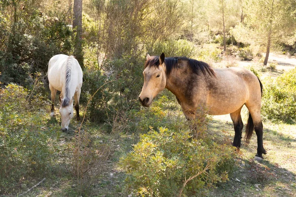 Horses Graze Own Wild Animals Loose — Stock Photo, Image