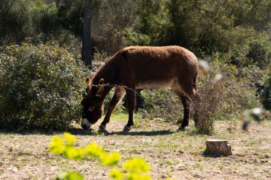 Eşeğin açık doğada otladığı yer.