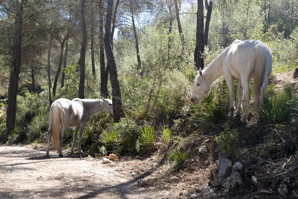 Two white horses graze in the forest