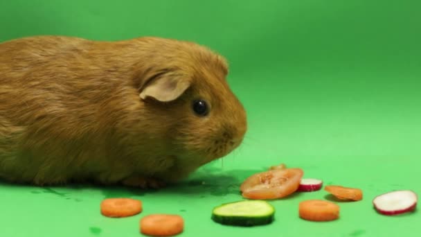 Chomik Warzywa Zielonym Tle Close Zwierzę Gryzoń Obiad Miejsce Napis — Wideo stockowe