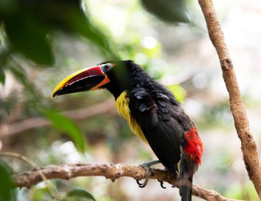 Genç ve güzel bir Toucan bir dala oturur. Doğal ortamda egzotik bir kuş, makro, metin için bir yer var.