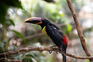 Tukanlar ağaçkakan kuşlarının bir ailesidir. Toucan bir ağaca oturur, metin için bir yer vardır.