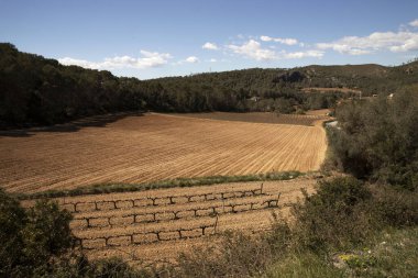 İspanya 'nın dağlarındaki üzüm tarlaları