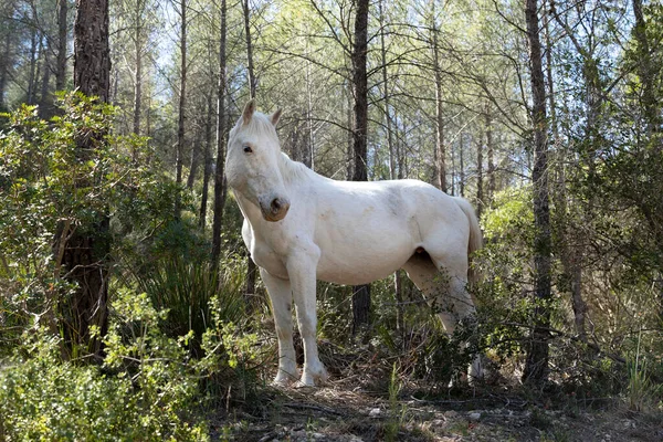 White stallion in the wild. Horse in full growth