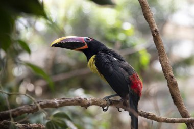 Tukanlar ağaçkakan kuşlarının bir ailesidir. Toucan bir ağaca oturur, metin için bir yer vardır.