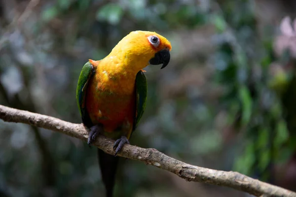 Gündönümü Aratingosu Sarı Papağan Aratinga Dikenli Ağaçtaki Kuş Makro — Stok fotoğraf