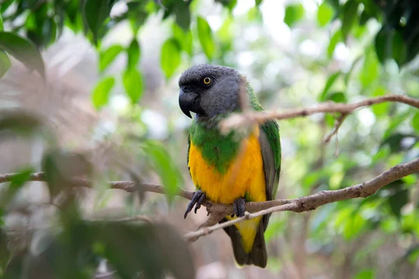 Papagaio Senegal Natureza Macro Papagaio Amarelo Verde Bonito Senta Uma — Fotografia de Stock