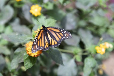 Kelebek Kaplan Uzunkanat ya da Heliconius Haşhaşı, Jardin de Mariposas