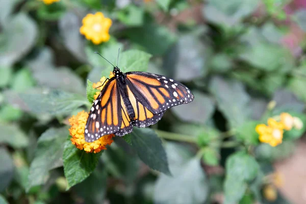 Papillon Tigre Ailes Longues Heliconius Hecale Jardin Mariposas — Photo