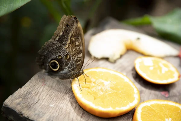 Hermoso Búho Mariposa Morfo Peleidws Comer Lugar Para Texto —  Fotos de Stock