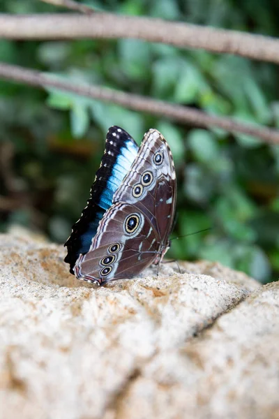 Papillon Bleu Morpho Peleidws Vue Côté — Photo