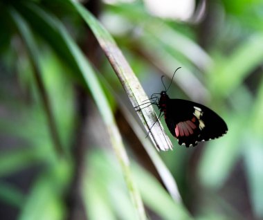 Heliconia melpomene kelebek kenarı görünümü, makro.