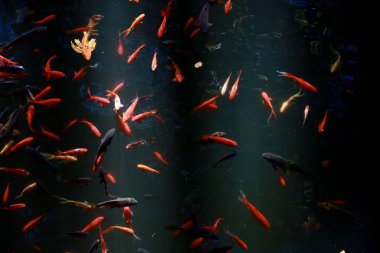 Koi sazan balığı siyah arka planda yüzer. Suyun altındaki balıklar, üst manzara.