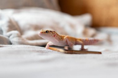 Gülümseyen bir kertenkele profili. Tam boy lizar