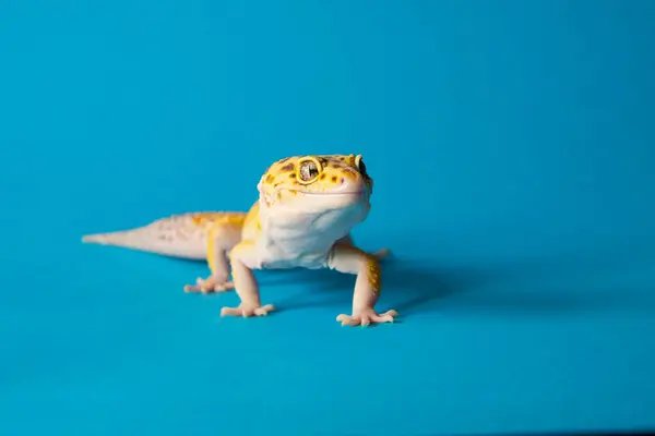 stock image The image shows the leopard gecko, a small lizard known for its expressive eyes and mottled skin.