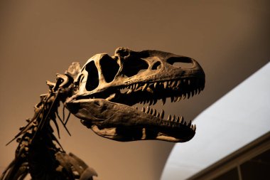 Detaylı bir hassasiyetle yapılmış bir dinozor kafatası. Kafatasının büyük çenesi, büyük göz çukurları ve karakteristik keskin dişleri vardır..