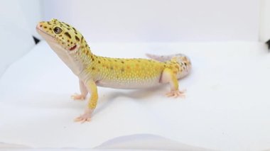 Leopar kertenkelesine odaklan, metin için bulanık arkaplanı olan makro video. Beyaz Kertenkele