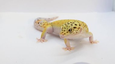 Güzel kertenkele. Beyaz arka planda leopar kertenkelesi, hayvanın makro videosu. Metin için yer