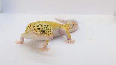Beyaz arkaplanda bir leopar kertenkelesinin makro videosu, arka planda kendi metninizi oluşturun.