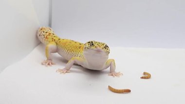 Bir leopar kertenkelesinin makro görüntüsü, metin için alanı olan detaylara odaklan.