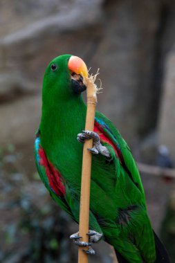 Bir Eclectus papağanının küçük, kıvrımlı pençeleriyle bambu sopasını kavrayan yakın çekimi. Kanatlarında kırmızı ve mavi tüyleri ve turuncu kanatları olan parlak yeşil kuşlar.