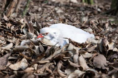 Beyaz bir kuş doğal ortamdaki yaprakların arasında dinleniyor.