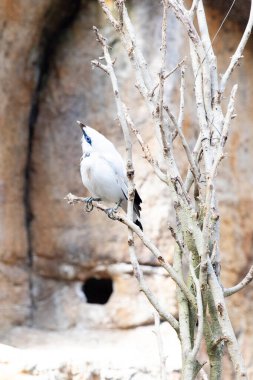 on a branch, a white bird, a Balinese starling on a blurred background, place for advertising text clipart