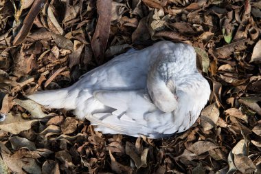 Nature top view of a white bird preening its feathers, a heart-shaped bird.   there is a place for advertisin clipart