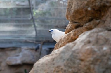 white bird Balinese starling on a blurred background, place for advertising text clipart