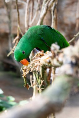 Bulanık arkaplanda yeşil renkli şirin papağan Eclectus roratus