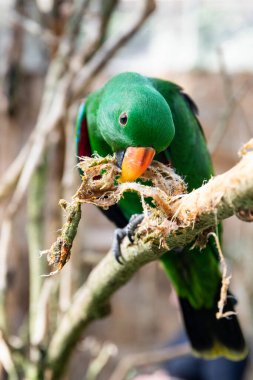 portrait of a parrot Eclectus roratus in green color on a blurred background clipart