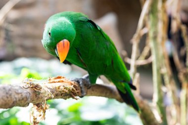 Parrot Eclectus roratus in green color on blurred background clipart