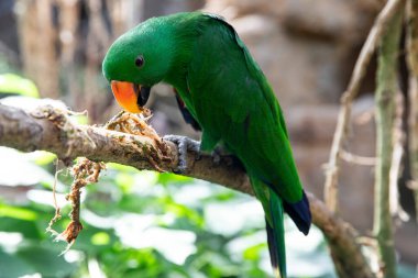 Papağan Eclectus roratus ağaç kabuğunu soyar. Parlak yeşil kuş kenarı görünümü