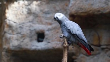 Gri papağan Jaco bir dalda oturuyor. Afrikalı papağan.