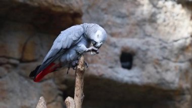 Afrikalı gri papağan Jaco bir dalda. Parlak tüylü ve anlamlı gözler