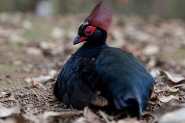 Yerdeki yaprakların üzerinde duran güzel kırmızı ibikli bir kekliğin taç giyme hükümdarlığının yakın çekimi. Armalı nadir kuşlar.