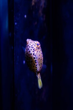  Sarı Kutu Balığı Canlı Deniz Yaşamı ile Su altı Cenneti. Sualtı makro fotoğrafçılığı