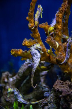 Renkli mercan kayalıkları ve deniz atları. Sualtı makro fotoğrafçılığı