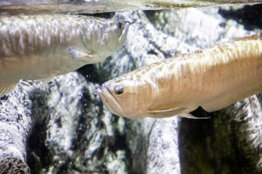 Mavi Okyanus 'taki çeşitli deniz ekosistemi. Su altı makro fotoğrafı