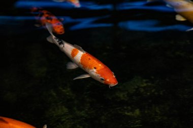 Koi balığı suda yüzer, manzarası çok güzeldir. Reklam metni için alanı olan deniz arkaplanı