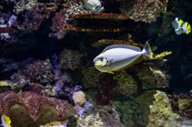 Su altı makro fotoğrafçılığı. Egzotik balıklar denizde yüzer