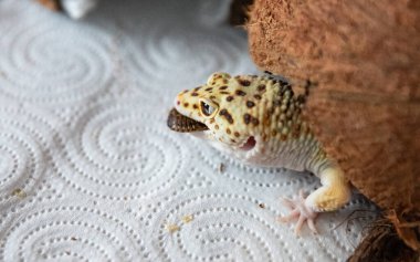 gecko eats a cockroach, there is space for text on the background clipart