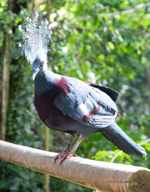 Birdwatching Highlight: Victoria Crowned Pigeon clipart