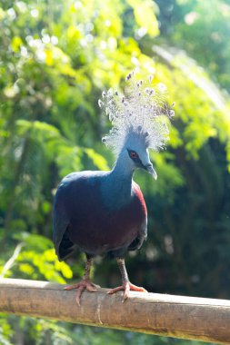 Victoria Taçlı Güvercin Tropikal Ormanda Dinleniyor