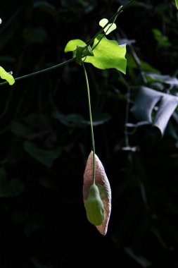 Aristolochia (Birthwort) Flower Close-Up clipart